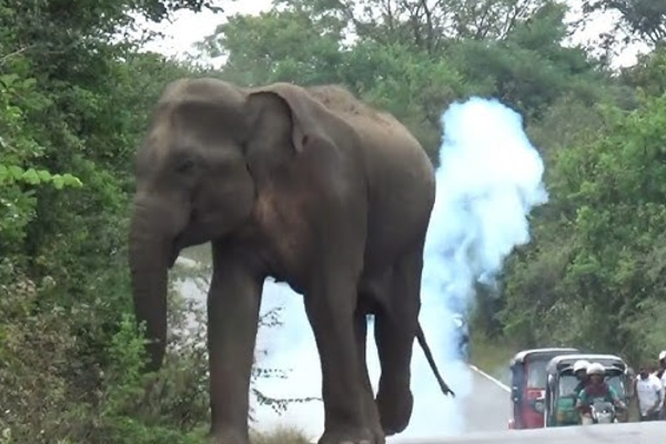 யானைக்கு உணவு அளித்த பெண் மரணம்