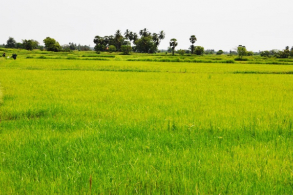 வவுனியாவில் இம்முறை வீழ்ச்சி அடைந்த  பெரும்போக நெற்செய்கை